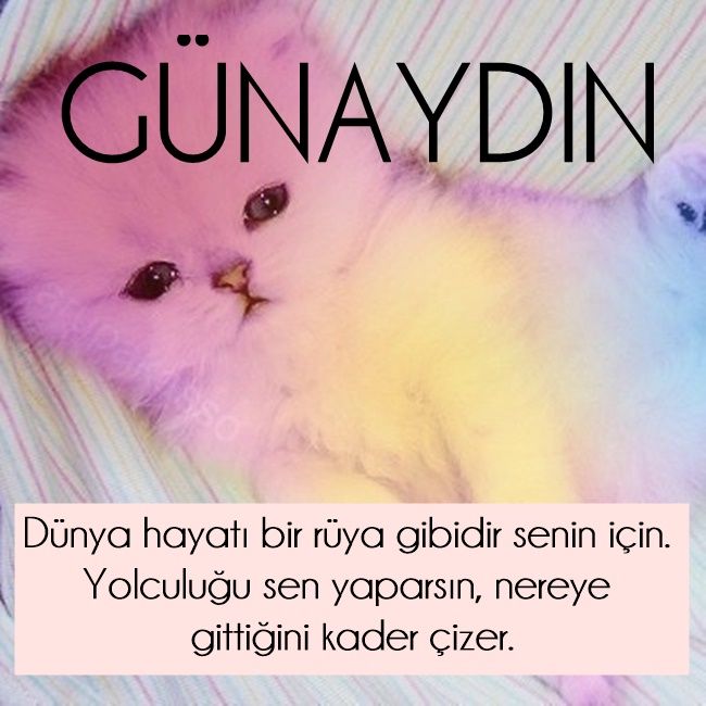 Котики фото милые красивые пушистики HERKESE GÜNAYDIN Kader, Mesajlar, Günaydın