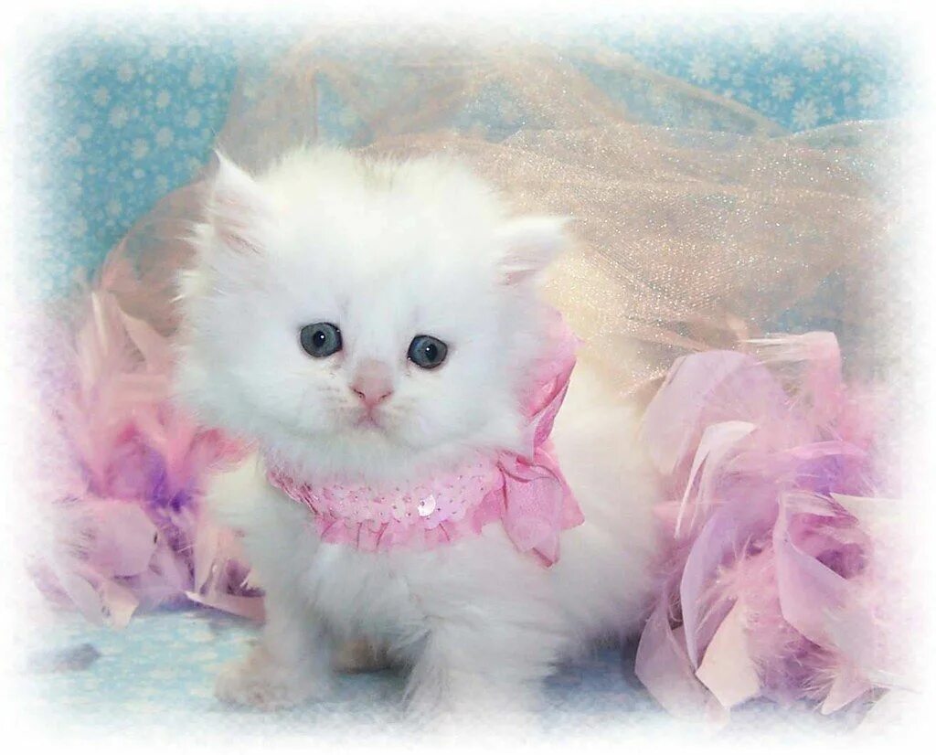 Котики фото милые красивые пушистики Being royalty can be sweet! Beautiful kittens, Cute cat wallpaper, Cute baby cat