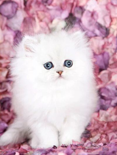 Котики фото милые красивые пушистики Grumpy Cat Breed For Sale - Captions Profile