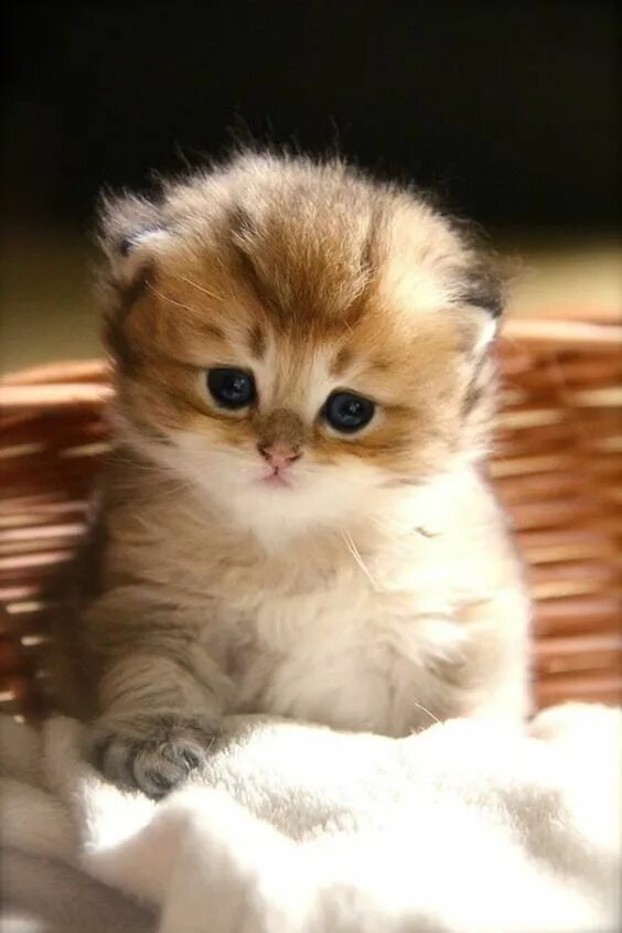 Котики фото милые красивые пушистики I'm Afraid I Won't Love My Kitten When He Grows Up And Becomes A Cat - CatTime K