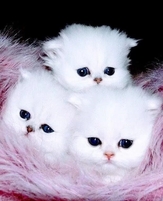 Котики фото милые красивые пушистики Pin by Татьяна Кошелева on BABY KITTENS Pretty cats, Kittens cutest, Cute cats