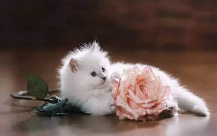 Котики фото милые красивые пушистики Пин от пользователя Zlata Moljk на доске Cats&kittens Котята, Очаровательные кот