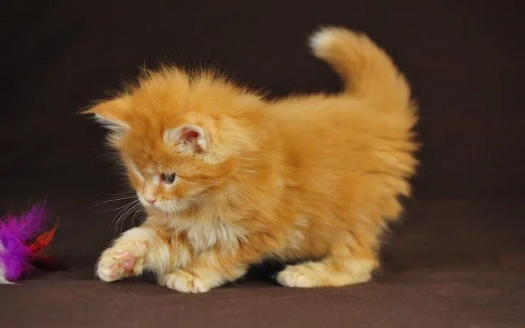 Котики фото милые красивые пушистики Look at this orangered kitten! Cute baby animals, Baby animals pictures, Cute an