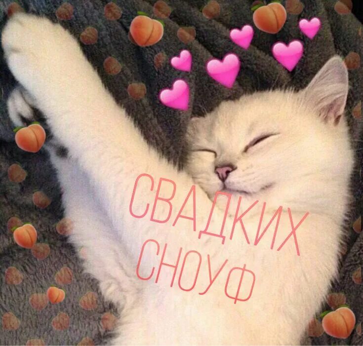 Котики фото милые на аву Пин от пользователя Anna на доске котики и не только Милые тексты, Кошачьи лапы,