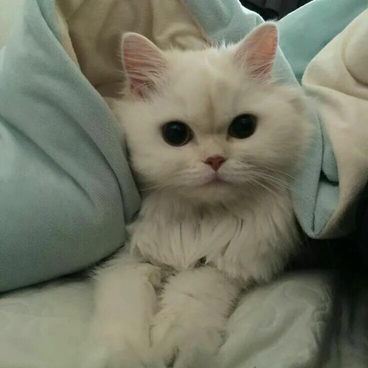 Котики фото милые на аву ☾ Pinterest: @mikucasco0 Baby cats, Pretty cats, Cute animals