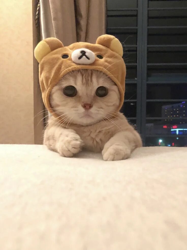 Котики фото милые на аву リ ラ ッ ク マ な 猫 が と て も 可 愛 い Cute cat wallpaper, Cute baby cats, Cute cats and ki