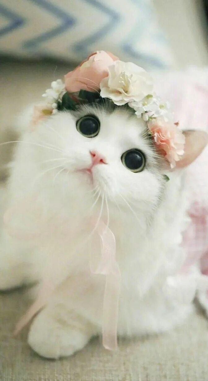 Котики фото милые на аву SHIELD - END (REVISI) Cute animals, Beautiful kittens, Kittens cutest