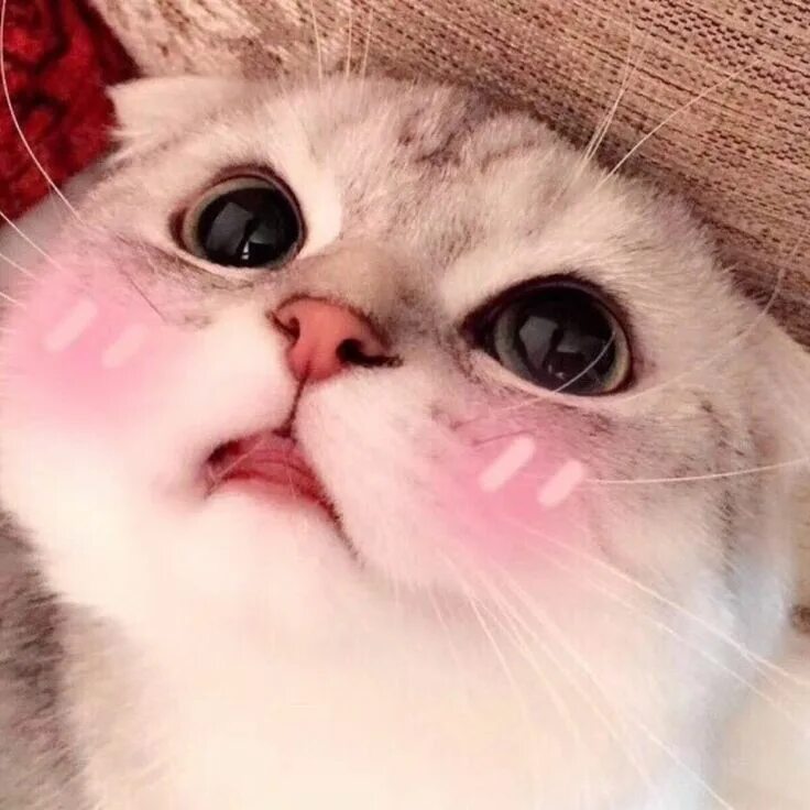 Котики фото милые на аву Pin on Топ ава Cute cats, Cute baby cats, Pretty cats