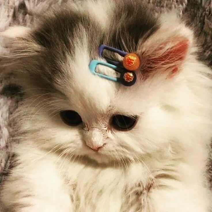 Котики фото милые на аву Pin by Анастасия Валькова on ❤ Sweet Cats ❤ Cute baby cats, Baby cats, Beautiful