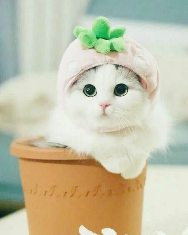 Котики фото милые на аву Pin by Safy on k i t t y Kittens cutest, Cute baby animals, Cute cats