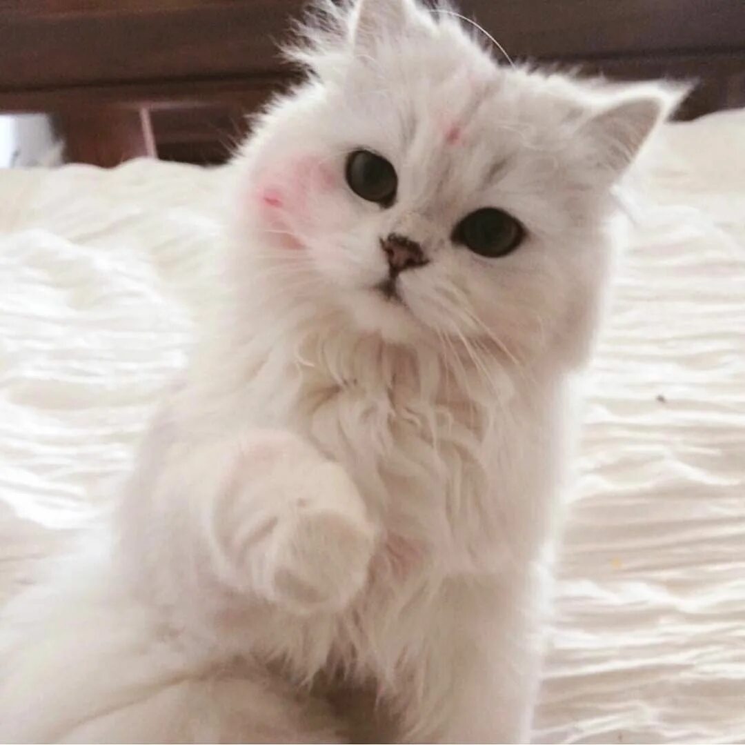 Котики фото милые на аву A Dream Life Очаровательные котята, Товары для животных, Котенок
