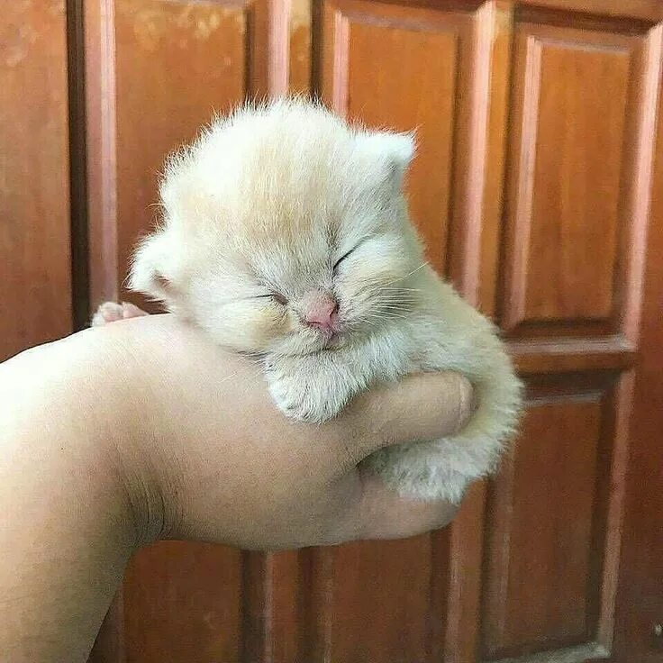 Котики фото милые смешные и пушистые Comment bien éduquer son chiot pas à pas mois par mois ? Vous souhaitez bien dre