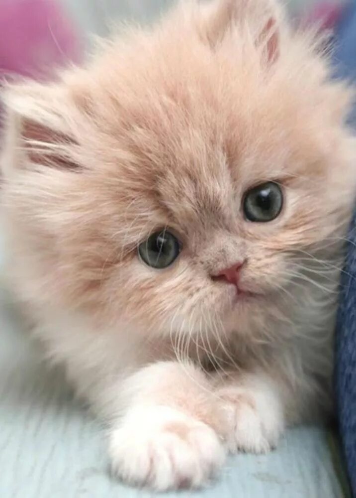 Котики фото милые смешные и пушистые via kitten too cute ❤ Muted, Subtle, & Soft Colors ❤ Pinterest) in 2020 Langhari