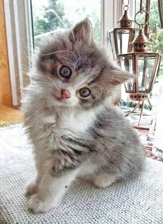 Котики фото милые смешные и пушистые Pin su LINDOS GATITOS