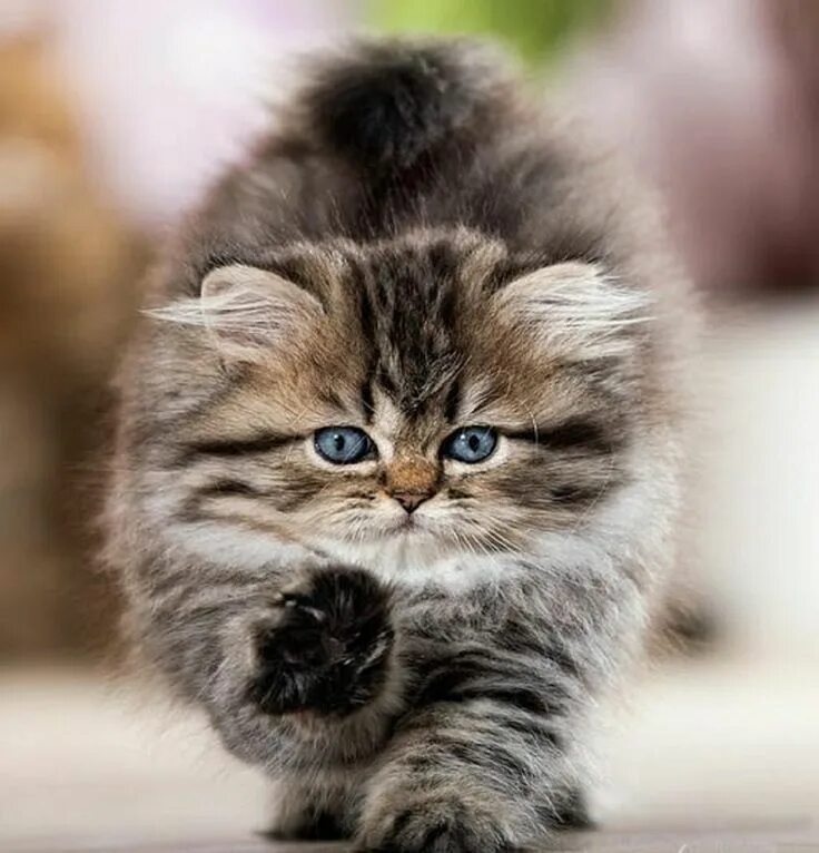Котики фото милые смешные и пушистые Fat Cats Lucky Dogs on Twitter Katzen, Welt katzen tag, Baby katzen