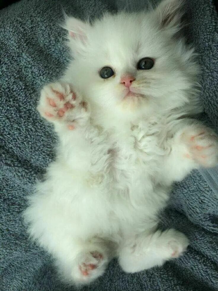 Котики фото милые смешные и пушистые Pin by Floyd-Angela Gamboa on Cat Photos Pretty cats, Kittens cutest, Beautiful 