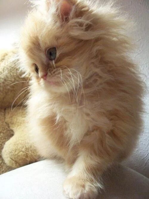 Котики фото милые смешные и пушистые Rayon de soleil Kittens cutest, Cats, Cute animals