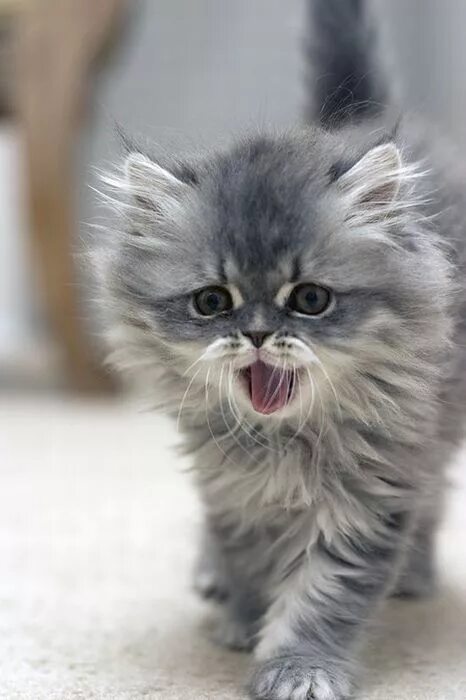 Котики фото милые смешные и пушистые animalsforfun Kittens cutest, Beautiful cats, Cute animals