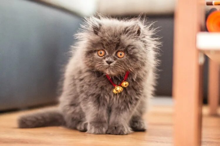 Котики фото милые смешные и пушистые КОТЫ @ - Животные - 2078338 - Tabor.ru