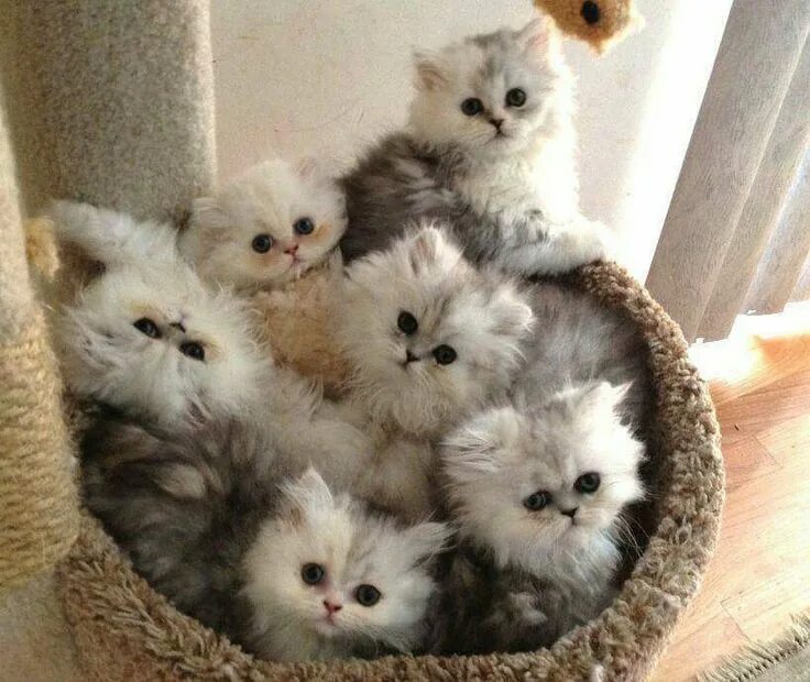 Котики фото милые смешные и пушистые Pin on HERE KITTY, KITTY!