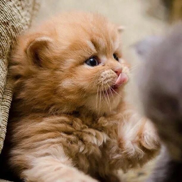 Котики фото милые смешные и пушистые Pin on Kočky