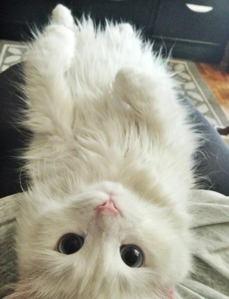 Котики фото милые смешные и пушистые Pin by Alishahkhan on Boo ♡ ( I'm a cat enthusiast ) Kittens cutest, Cute animal