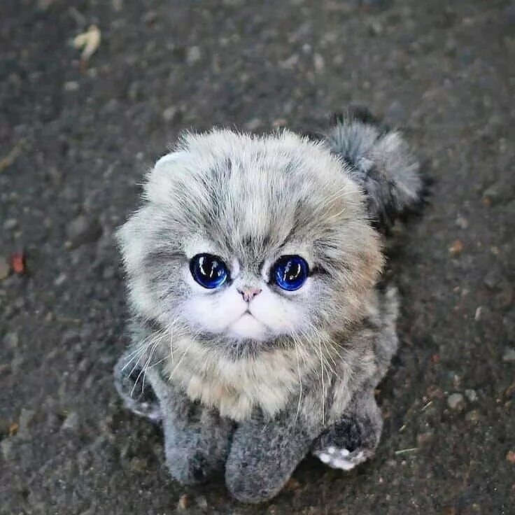 Котики фото милые смешные и пушистые Adorable Cat Cute animals images, Cute cats, Cats