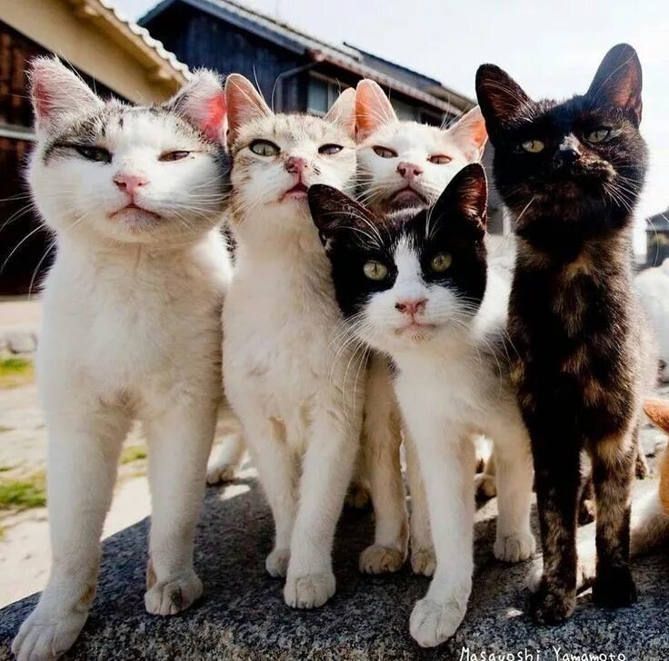 Котики фото много Pin en Cats Gatos bonitos, Gatos raros, Perros mascotas