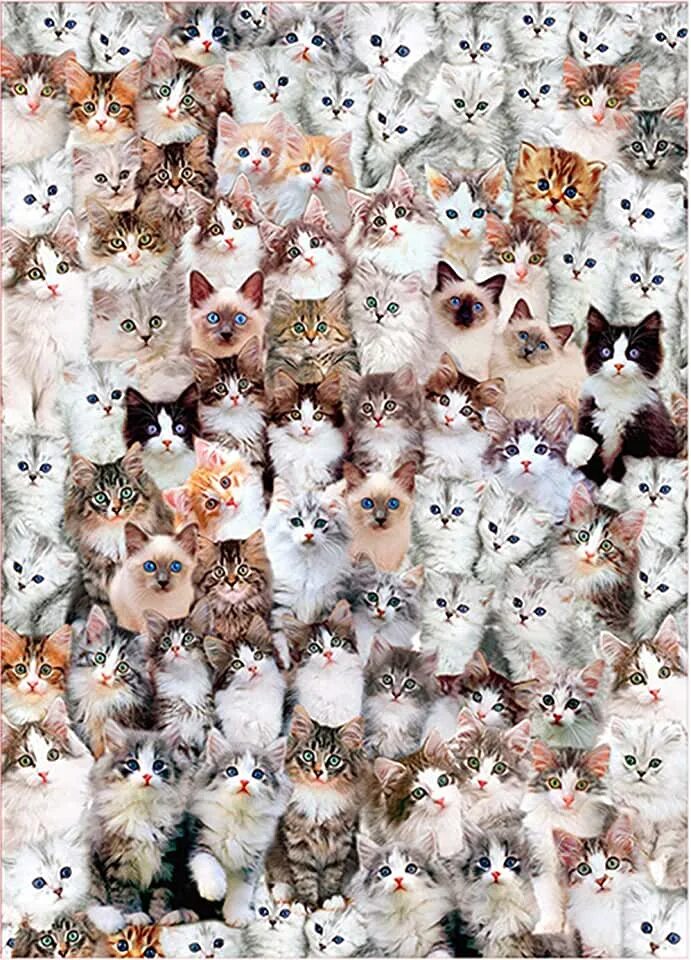 Котики фото много Amazon.com: fall jigsaw puzzles
