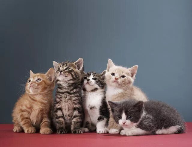 Котики фото много Treat all of your cute kittens with a natural flea remedy containing lemon. Cute