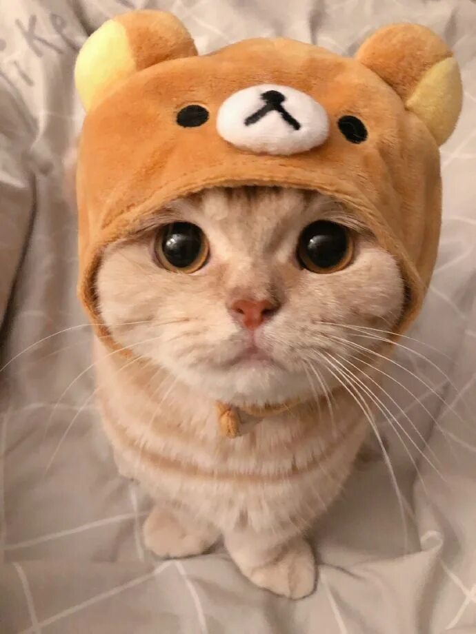 Котики фото на аву для девушек netgeek 動 物 on Twitter Cute baby cats, Cute cat, Cute cats and dogs