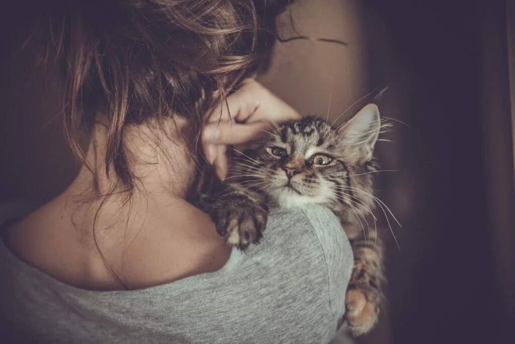 Котики фото на аву для девушек Koт - это не только шерсть и рваные шторы, но и лапа поддержки в нужную минуту