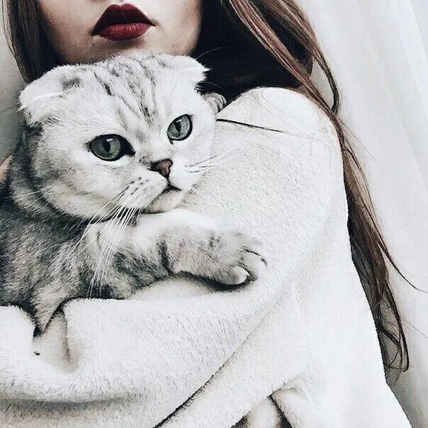 Котики фото на аву для девушек Пин от пользователя n o e m i на доске F u r r y f r i e n d s Кошки и котята, К