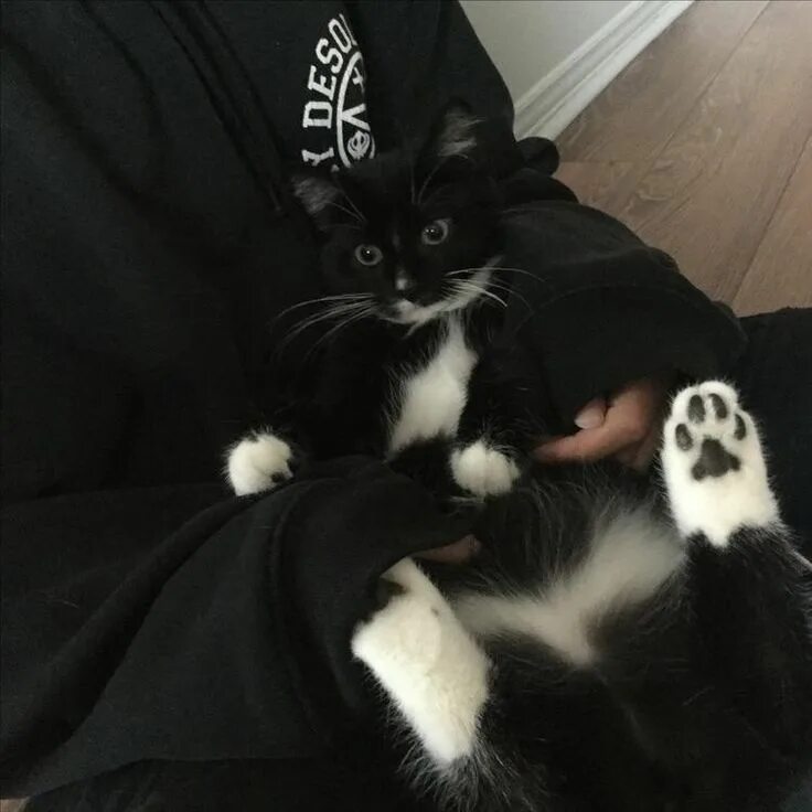 Котики фото на аву для девушек m m x i i i Cute cats, Cat aesthetic, Crazy cats