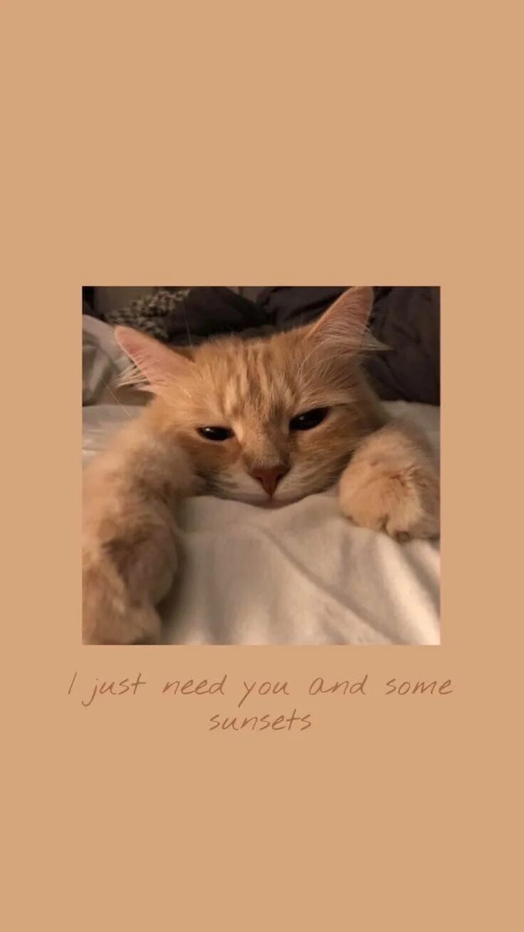 Котики фото на аву эстетика на экран телефона котики Cute cat wallpaper, Kitten wallpaper, Cute cats