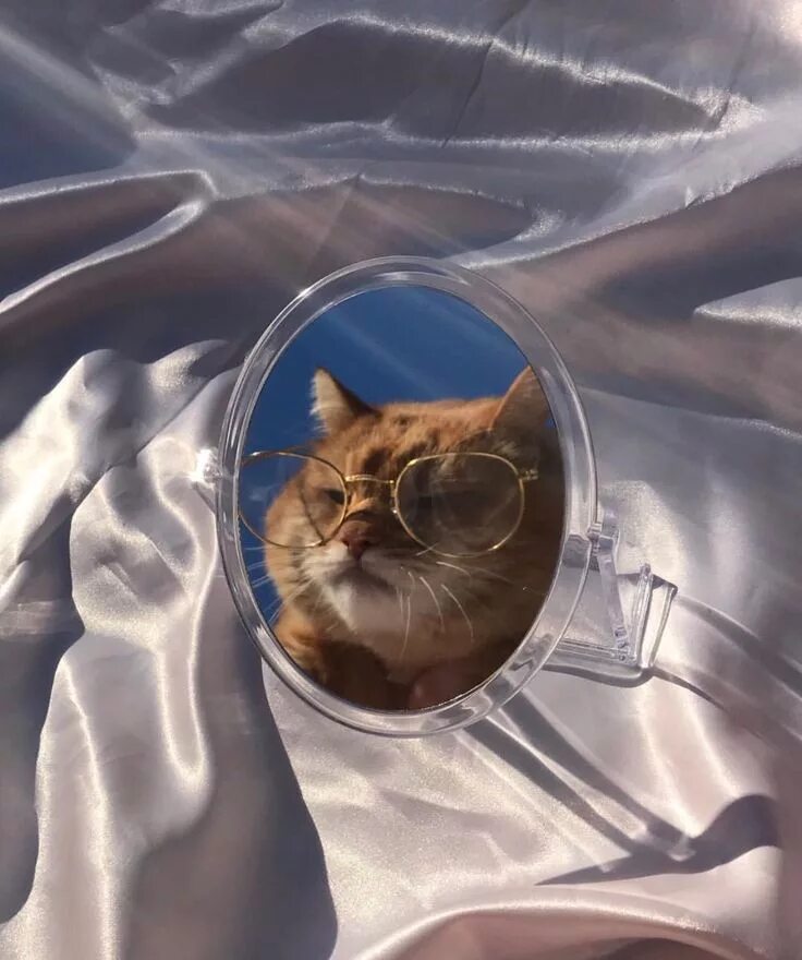 Котики фото на аву эстетика Пин на доске meow Милые котики, Котята, Очаровательные котята