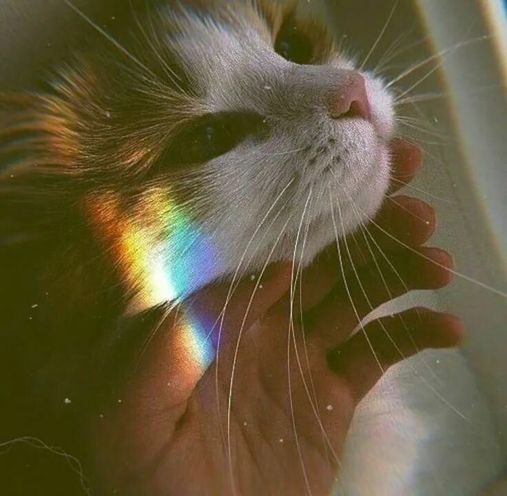 Котики фото на аву эстетика пинтерест топовые ники и авы ВКонтакте Cute cat memes, Pets cats, Rainbow cat