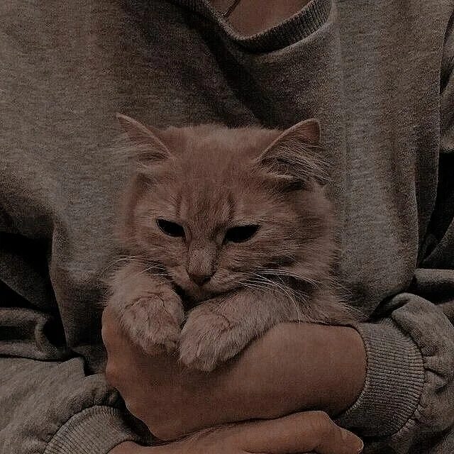 Котики фото на аву эстетика пинтерест Pin by Kai on Aesthetics pleasing Cat aesthetic, Cat light, Black cat aesthetic