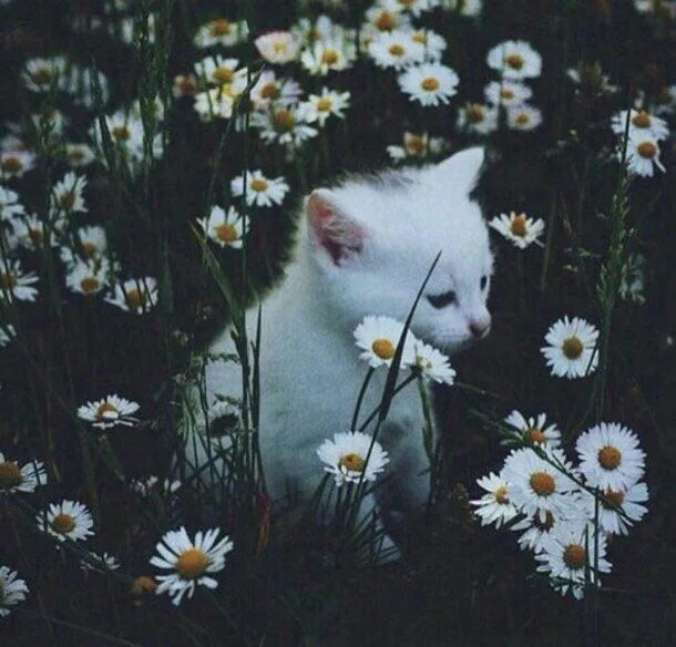 Котики фото на аву эстетика пинтерест Пин на доске Funny cats Милые котики, Очаровательные котята, Фотографии животных