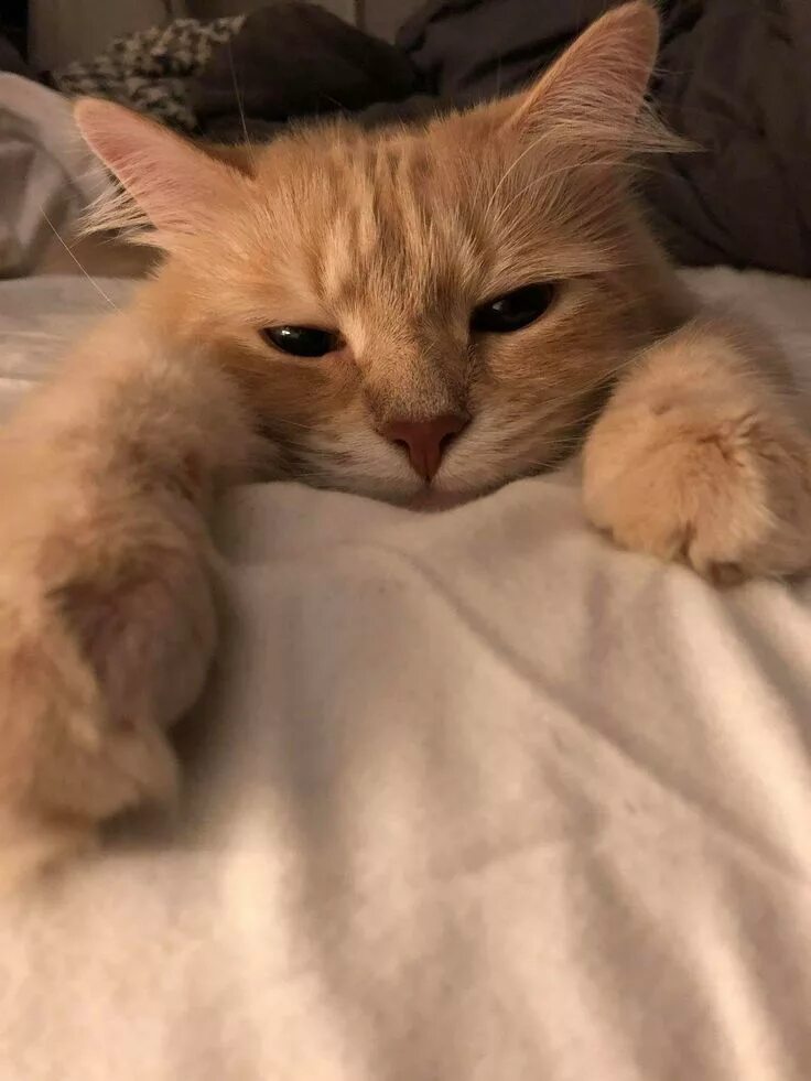 Котики фото на аву эстетика пинтерест Pin on cat Cute cats, Cute baby animals, Baby cats