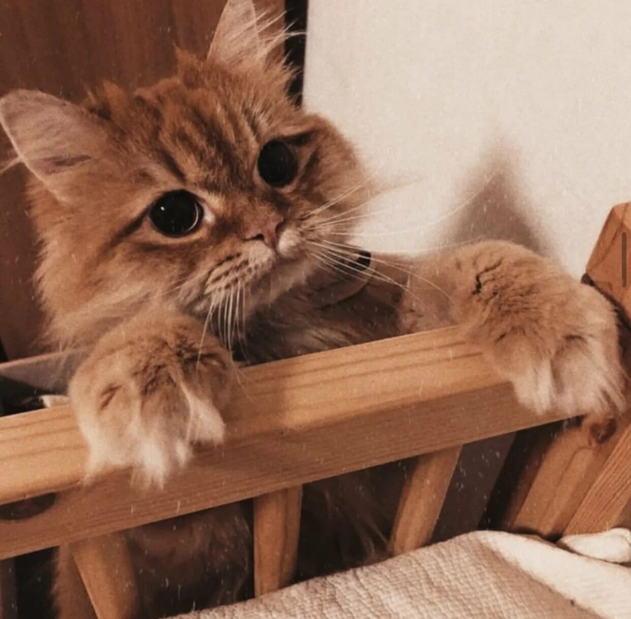 Котики фото на аву эстетика пинтерест Котиков из пинтереста фото - ViktoriaFoto.ru