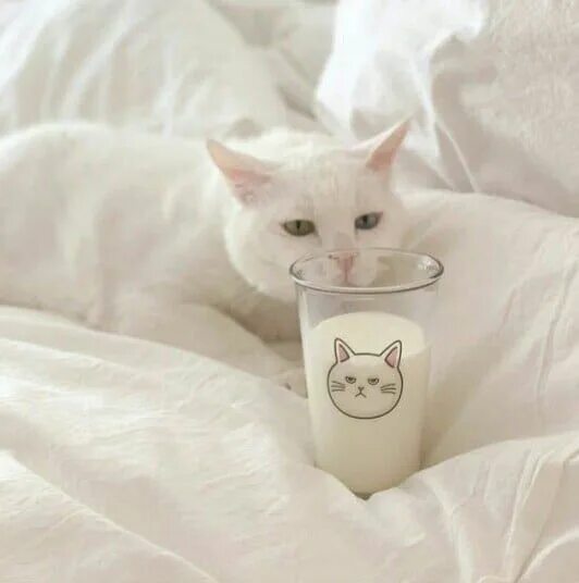 Котики фото на аву эстетика пинтерест white cat uploaded by watermelon on We Heart It Cat aesthetic, Cats, Cute cats