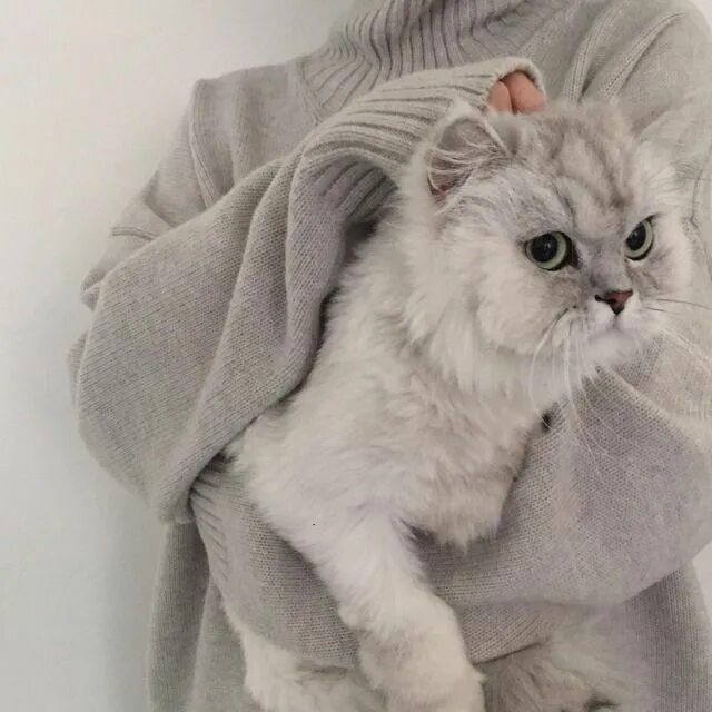 Котики фото на аву эстетика пинтерест Pin on كيوت Baby animals, Cute animals, Cats