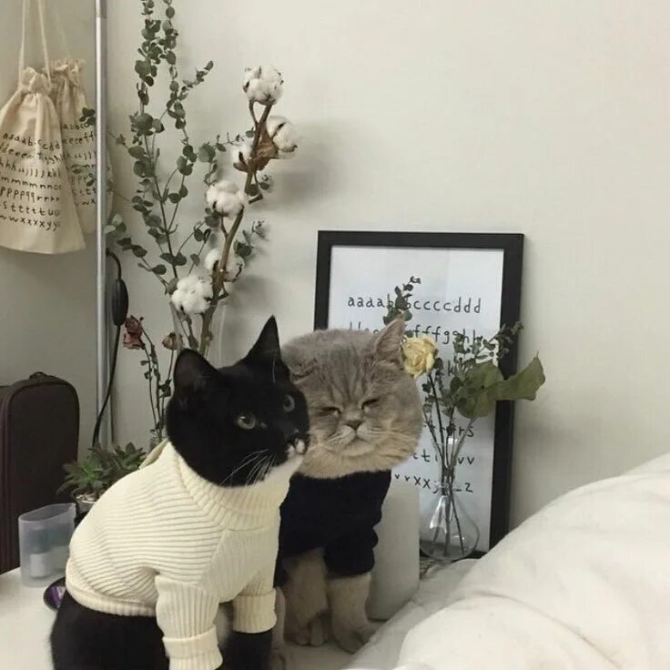 Котики фото на аву эстетика пинтерест britt on Twitter Cute cats, Cute animals, Crazy cats