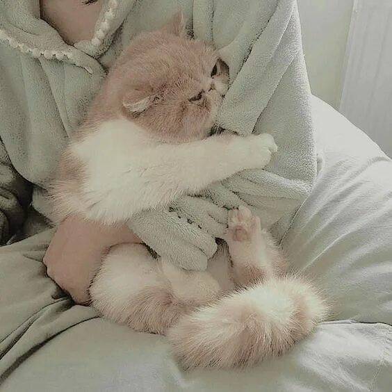 Котики фото на аву эстетика пинтерест Pin on ⋆ ᴸiᵀ ➝ Harry Potter. Cute cats, Cute animals, Happy cat
