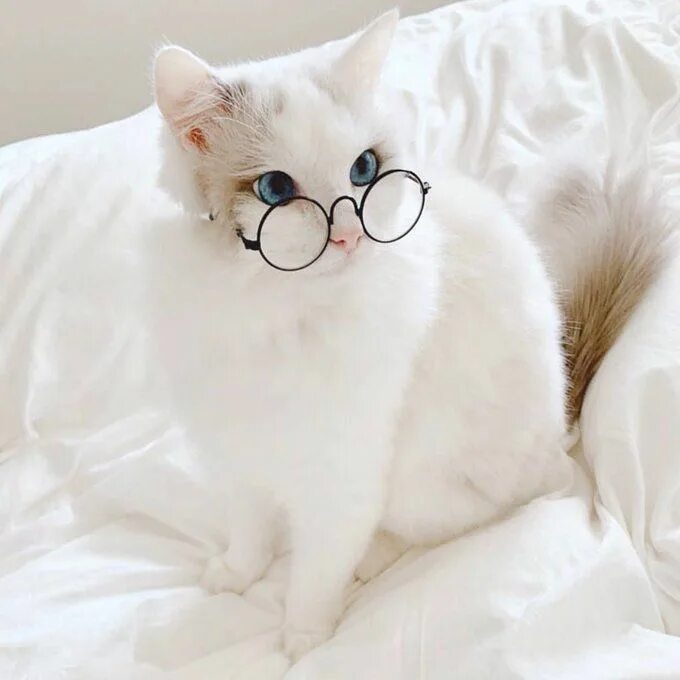 Котики фото на аву эстетика пинтерест APPA ▪ ︎pdx101 Cute animals, Animal tumblr, Kittens
