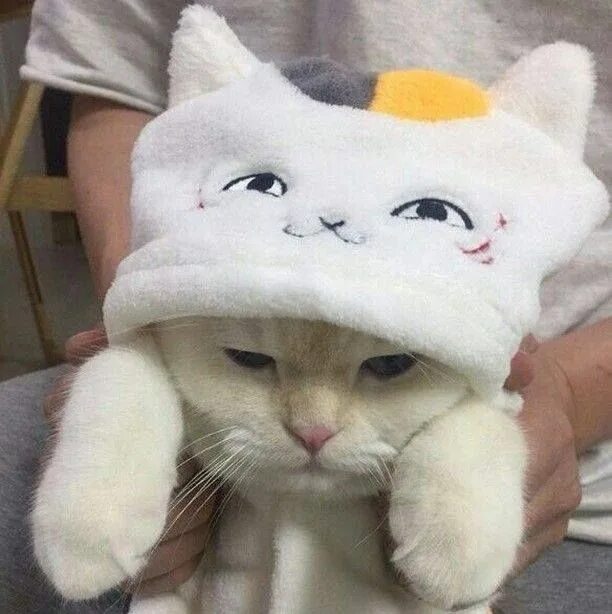 Котики фото на аву эстетика пинтерест #Cat #Cats #CatMeows: https://buff.ly/2PbRdcs Cats, Cute cats, Pretty cats