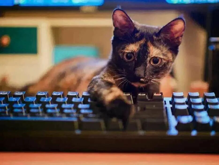 Котики фото на клавиатуру Услуги Программиста Установка Виндоус (Windows) 7-10-11 - Компьютеры Петропавлов