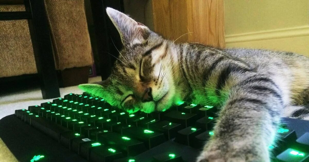 Котики фото на клавиатуру Razer и котейка Пикабу