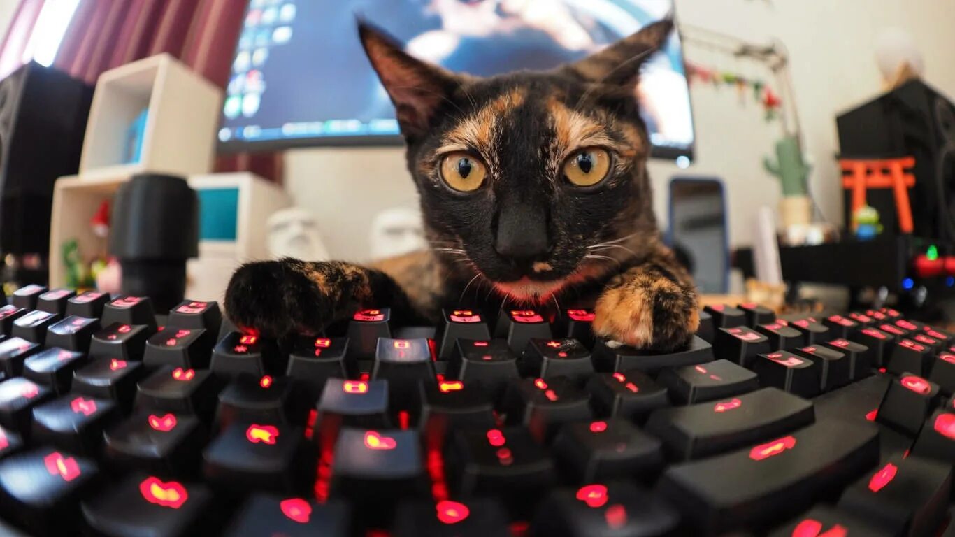 Котики фото на клавиатуру Download Fisheye Gamer Cat Keyboard Wallpaper Wallpapers.com